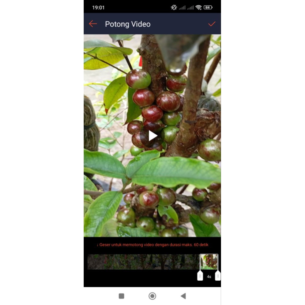 bibit pohon anggur Brazil (escarlate)INDUKAN SUPER BESAR bonsai full berbunga berbuah tidak berhenti