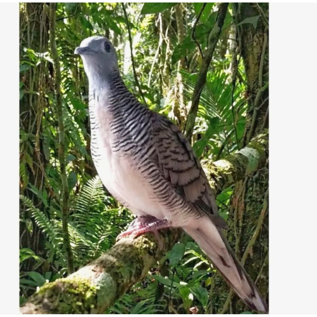 COD Burung Perkutut lokal prospek gacor dor manggung bisa COD