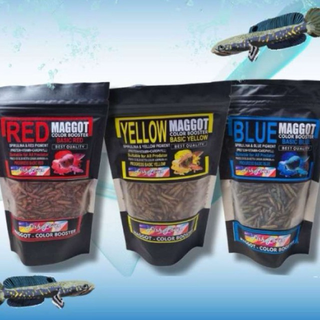 Maggot Warna Carophyll Red Blue Yellow