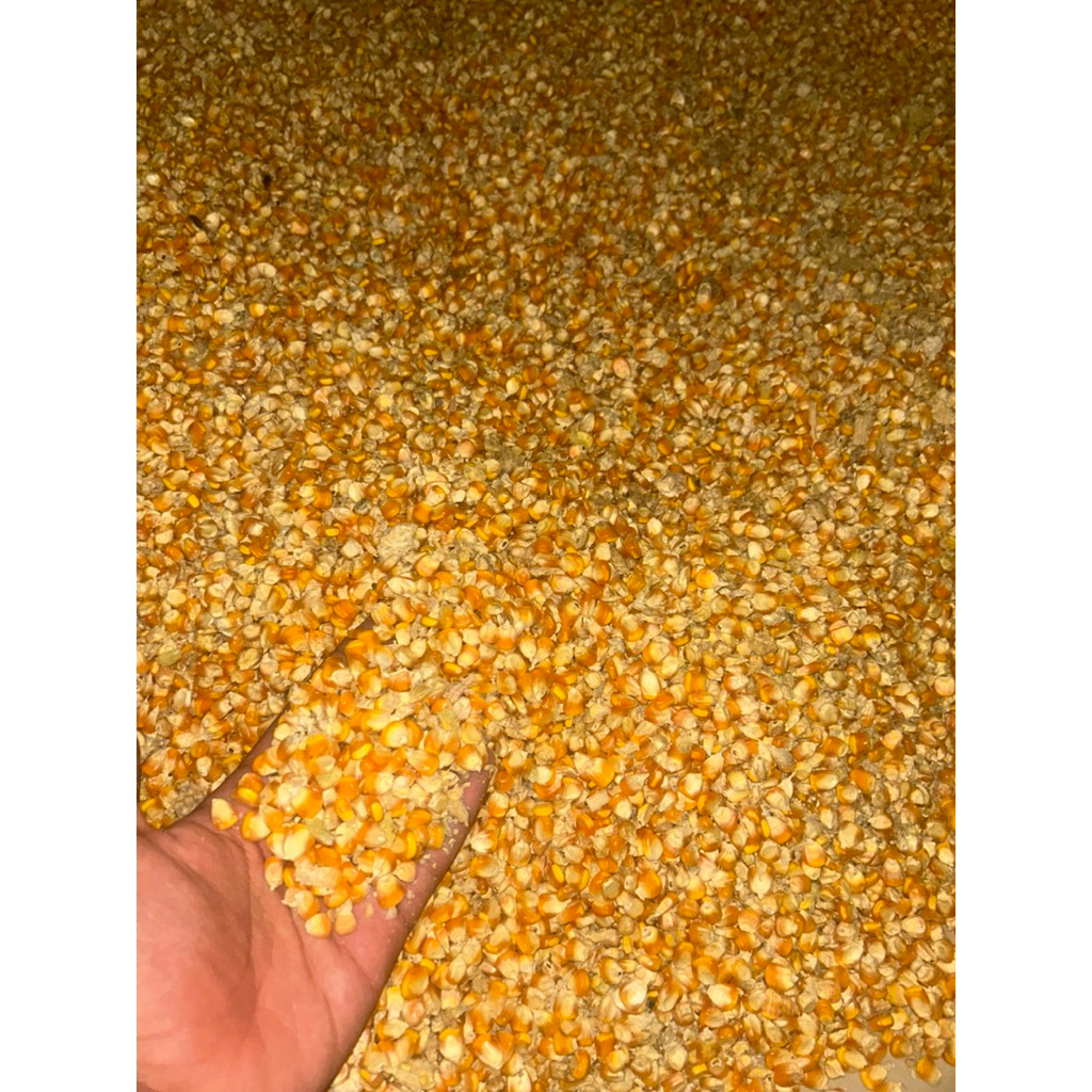 jagung kering pakan ternak