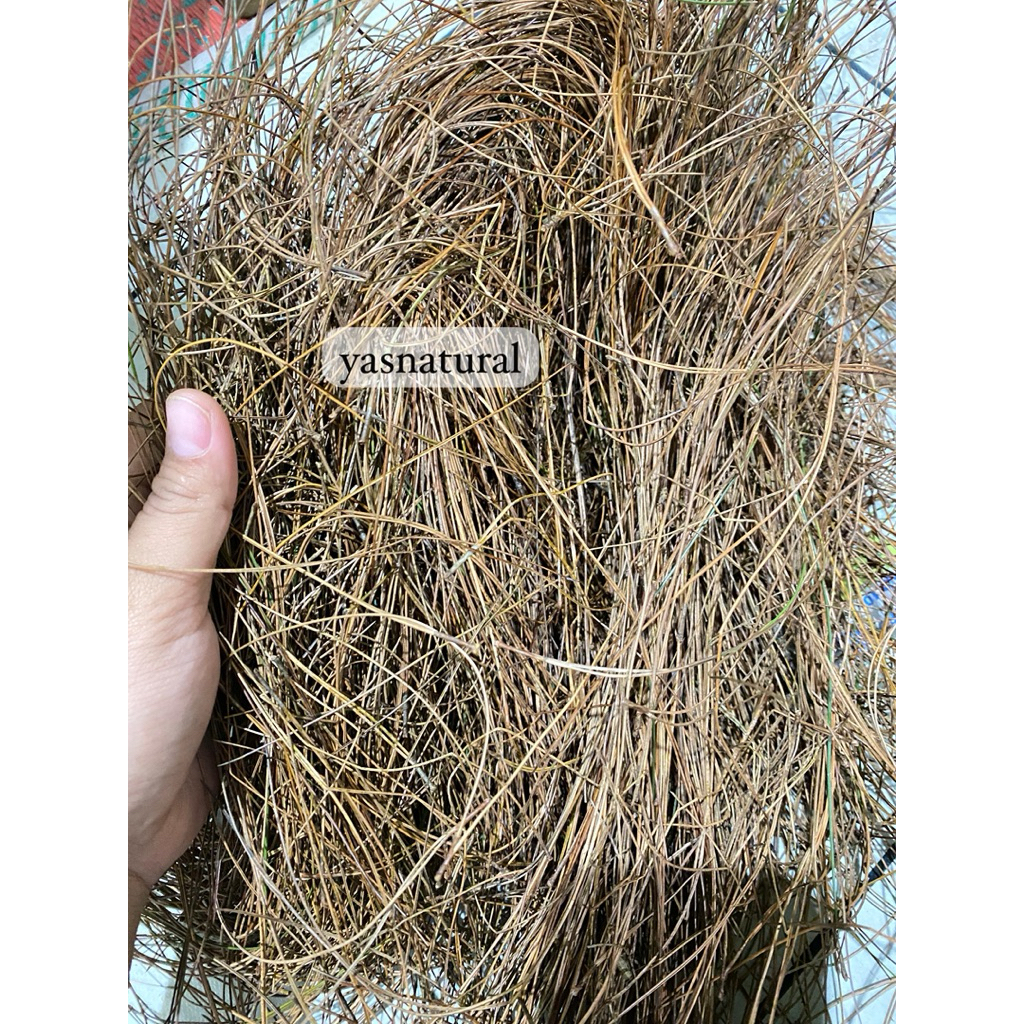 daun pinus kering | serat daun pinus | sarang burung |