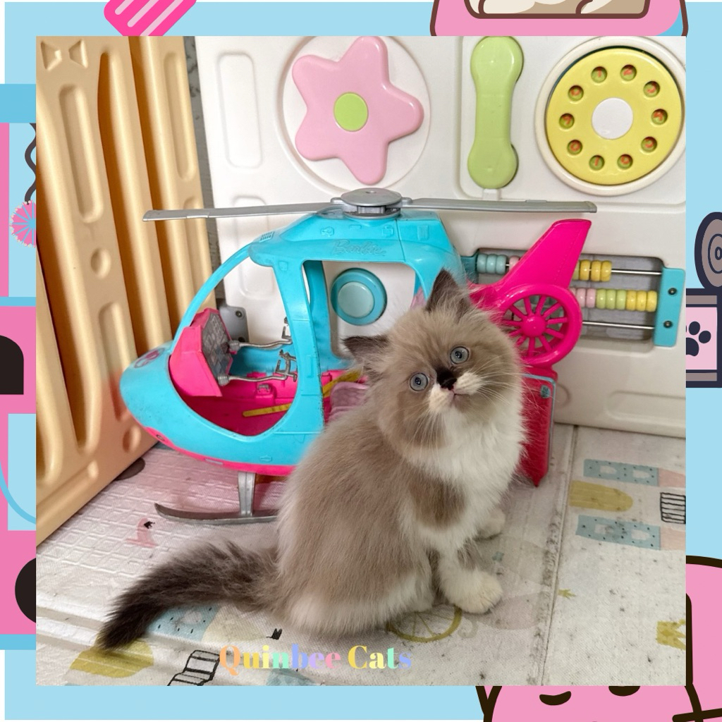 Kucing Ragdoll Seal Bicolor Jantan Chocolate Cinnamon White