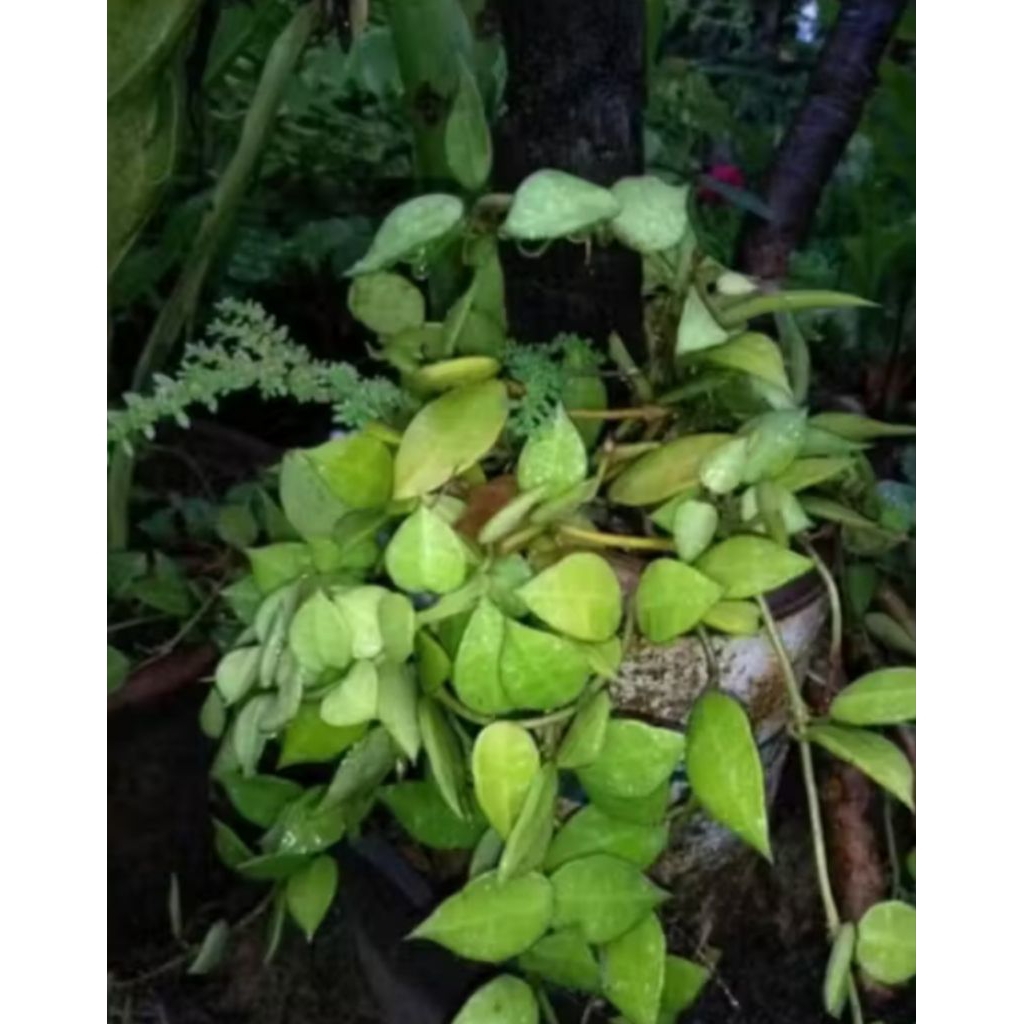 Tanaman hias gantung hoya mini rimbun