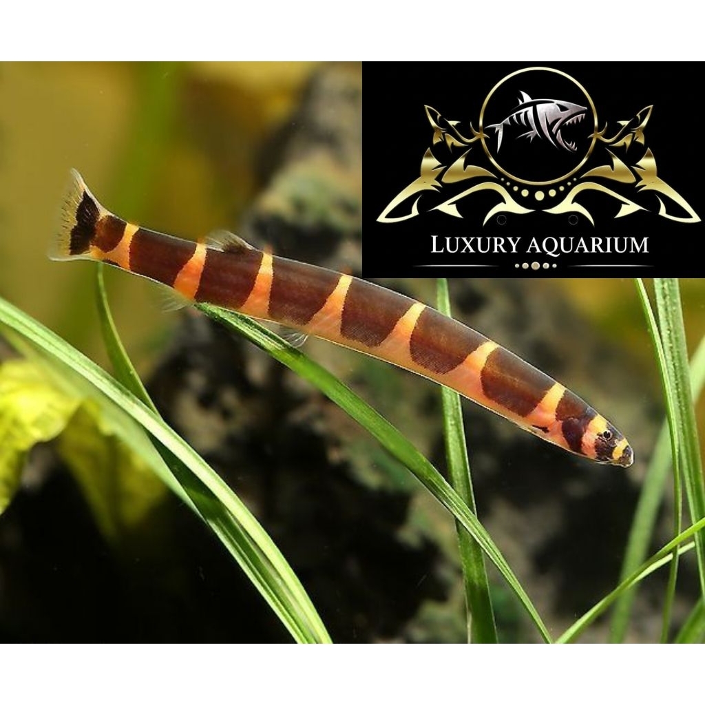 Ikan Kuhli Loach 5cm