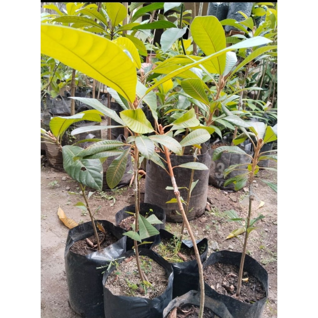 mamey sapote lorito bibit