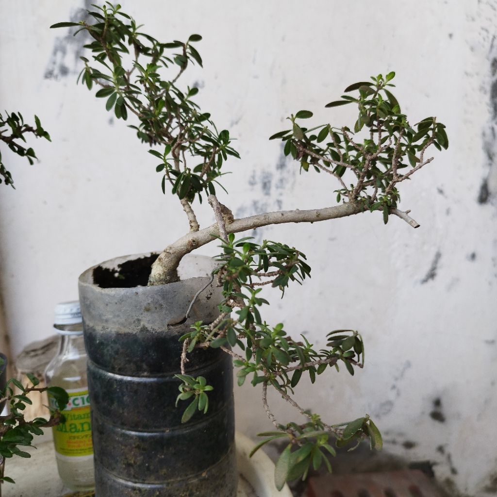 Bonsai 2pohon Santigi & Hokiant