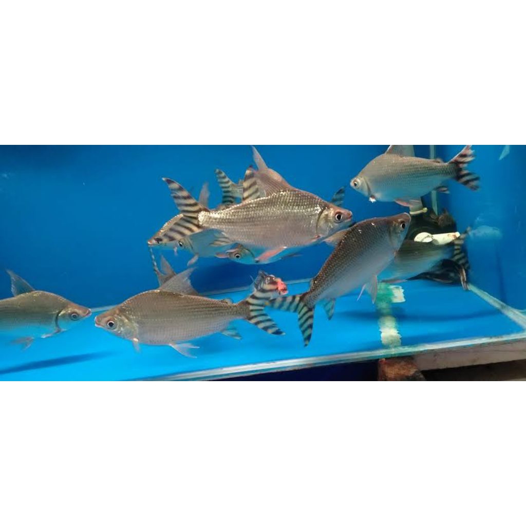 yff ornamen aquarium yellow feifeng American flagtail promo