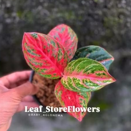 COD Aglonema Wulandari Remaja Terlaris