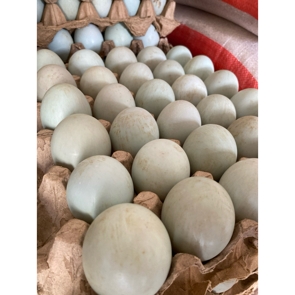 Telur Bebek Mentah Segar dengan Kuning Telur Omega Orange