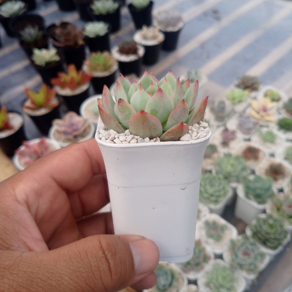 Sukulen Echeveria