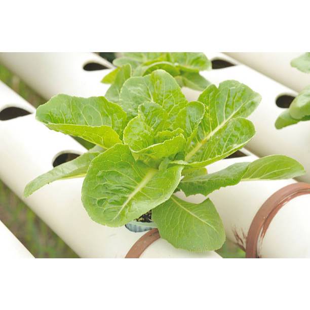 GUDANG BENIH - BENIH SELADA GREEN ROMAINE