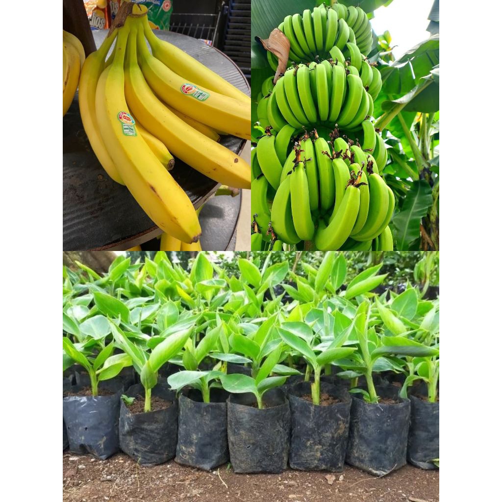 Bibit pohon pisang cavendish (Sunpride)