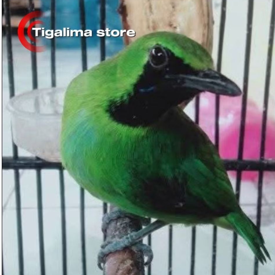 CUCAK IJO MINI JANTAN PILIHAN