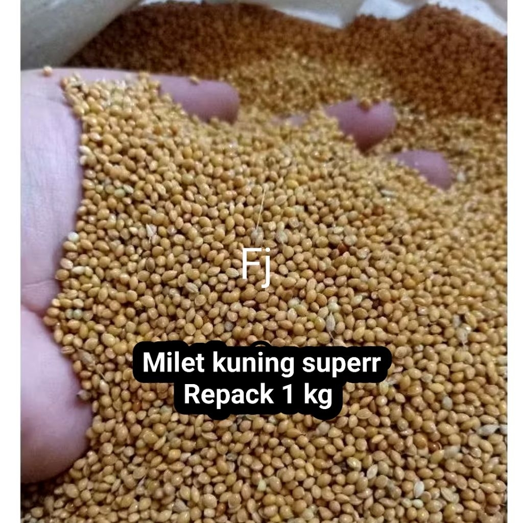 Milet Kuning Pakan Burung Kenari Perkutut Ternak Harian Supaya Gacor Kiloan Bersih Murah