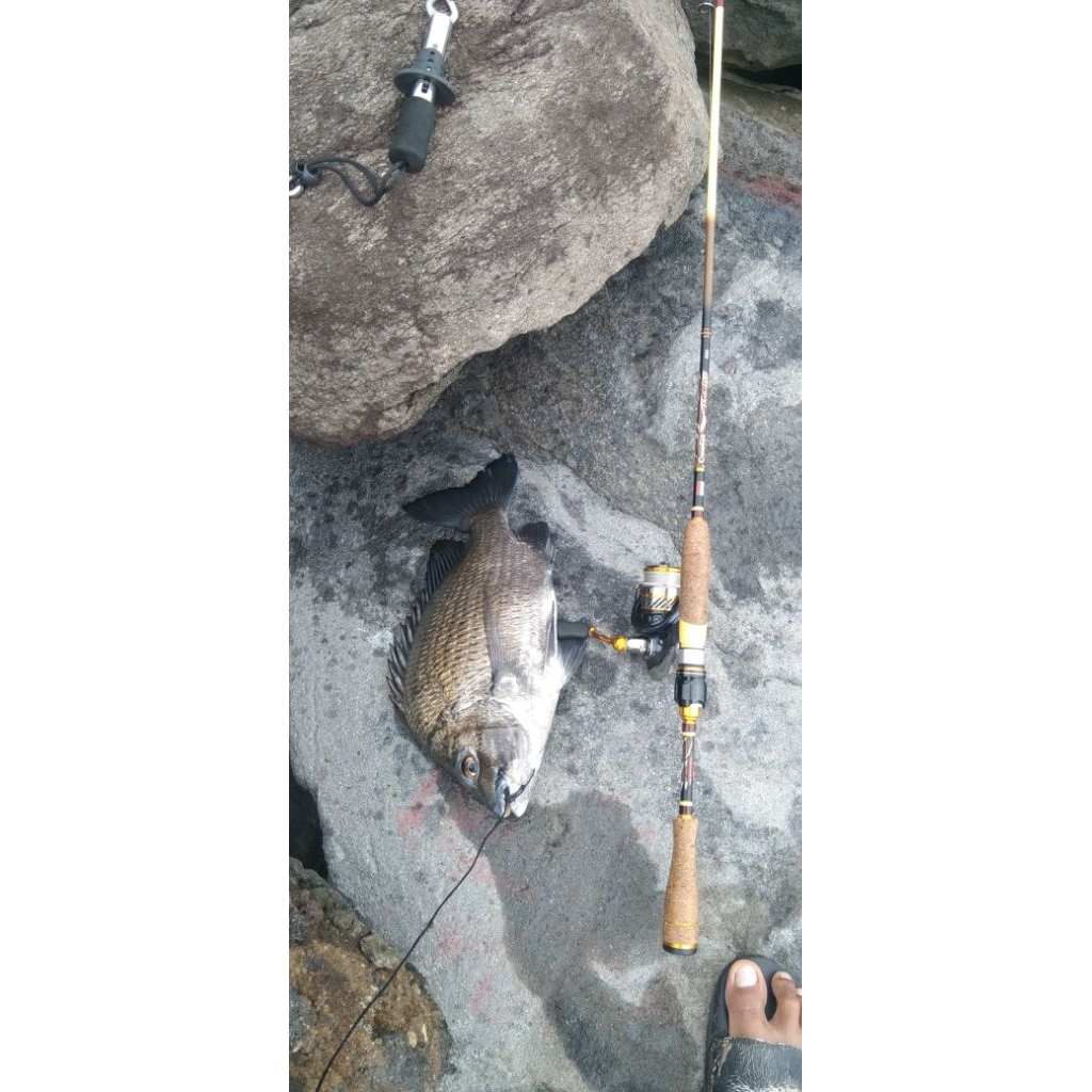 cangkek alap-alap 2-6 lb