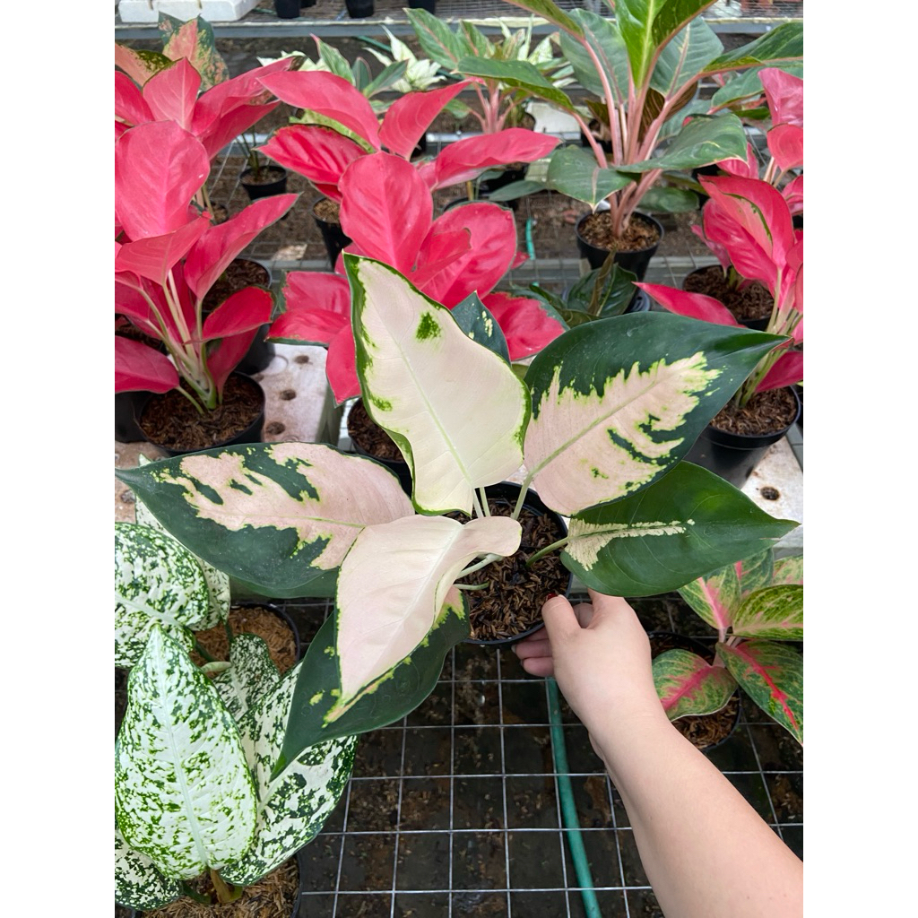 AGLAONEMA KOCHIN ESCADA