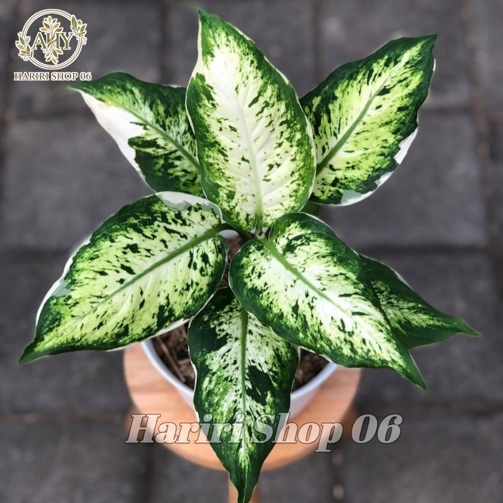 Tanaman Hias Aglonema Lukisan Cinta DEWASA Rimbun-Aglonema Lukisan Cinta-Aglonema Variegata