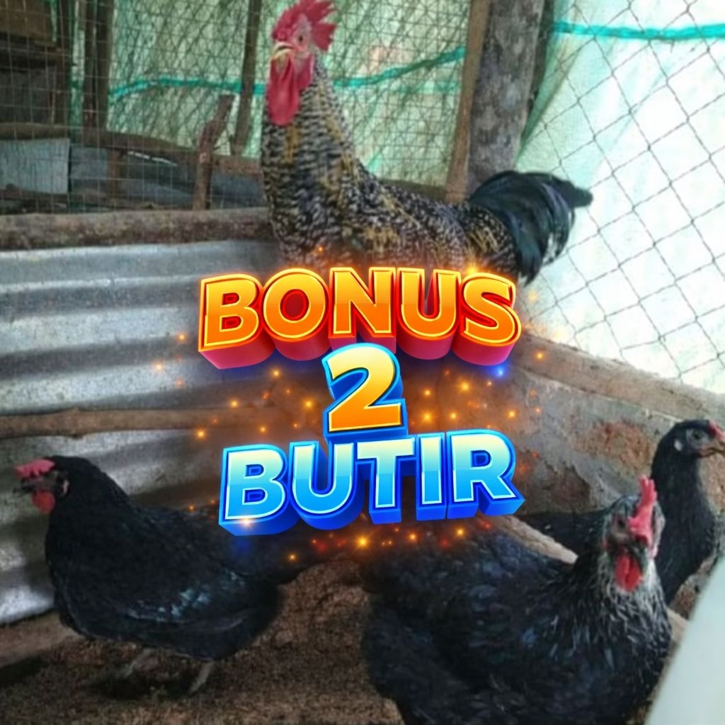 telur fertil ayam Bp3 trah CPM/10 butir