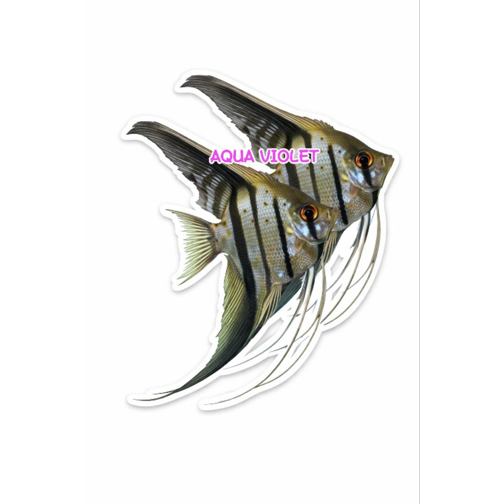 STIKER LUCI EDUKASI ANAK, MANFISH / ANGEL FISH  ALTUM PERUVIAN 4 BIJI