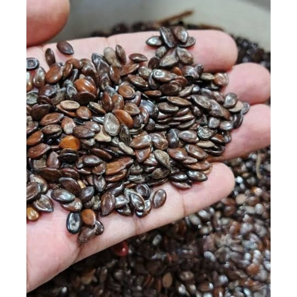 Bibit benih lamtoro super berat 100gr benih petai cina lamtoro cepat tumbuh