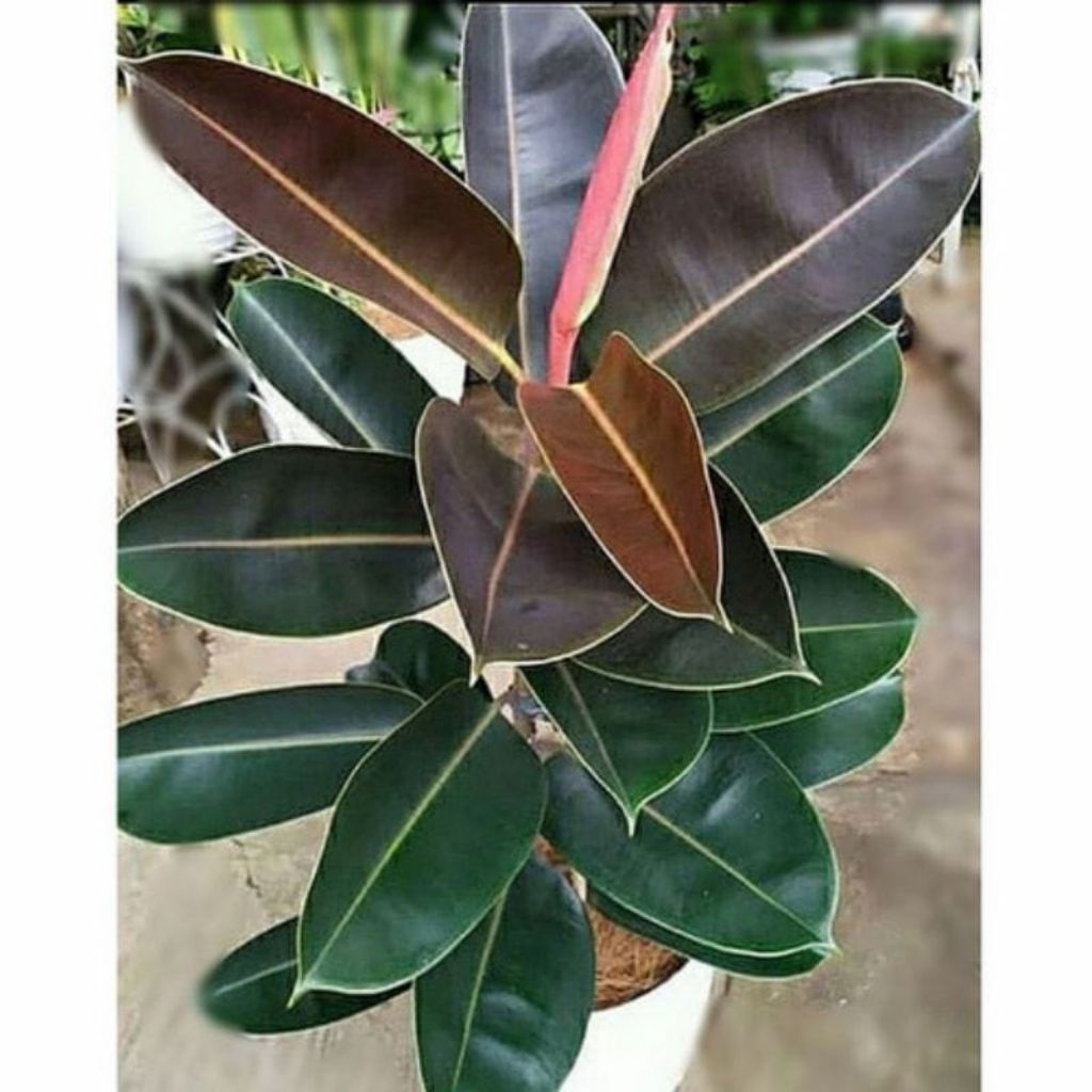 Tanaman Hias Rubber Plant Karet Kebo Merah Ficus Elastica