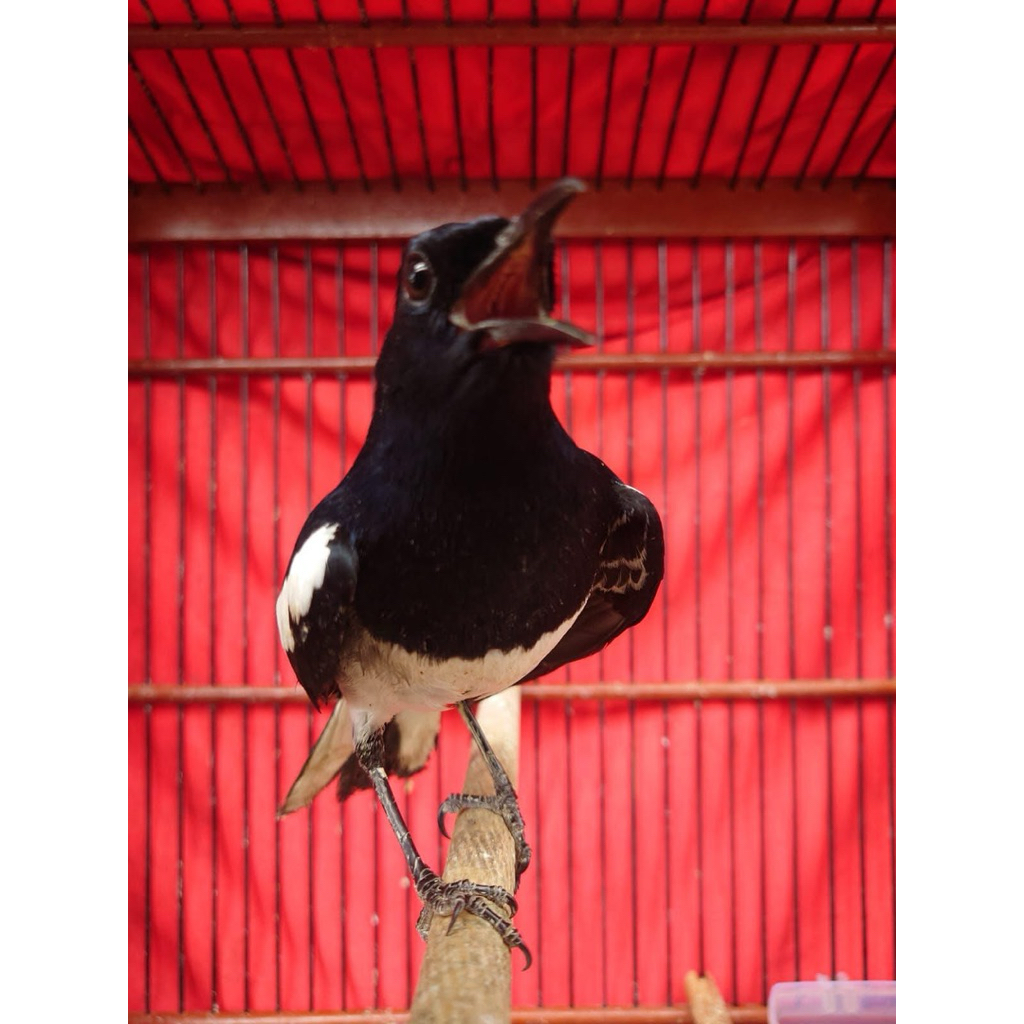 kacer trotolan / dewasa aman pur