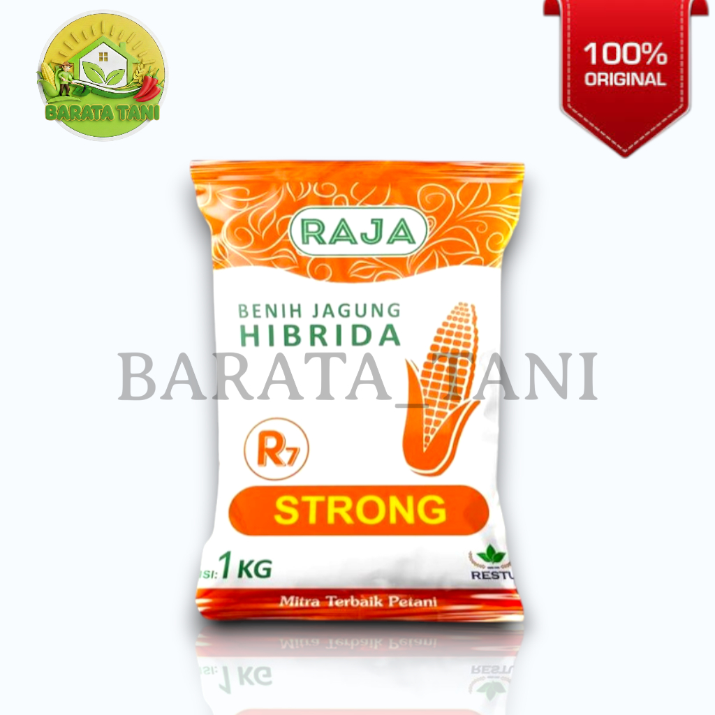 Benih Jagung Hibrida Raja R7 STRONG - 1 Kg