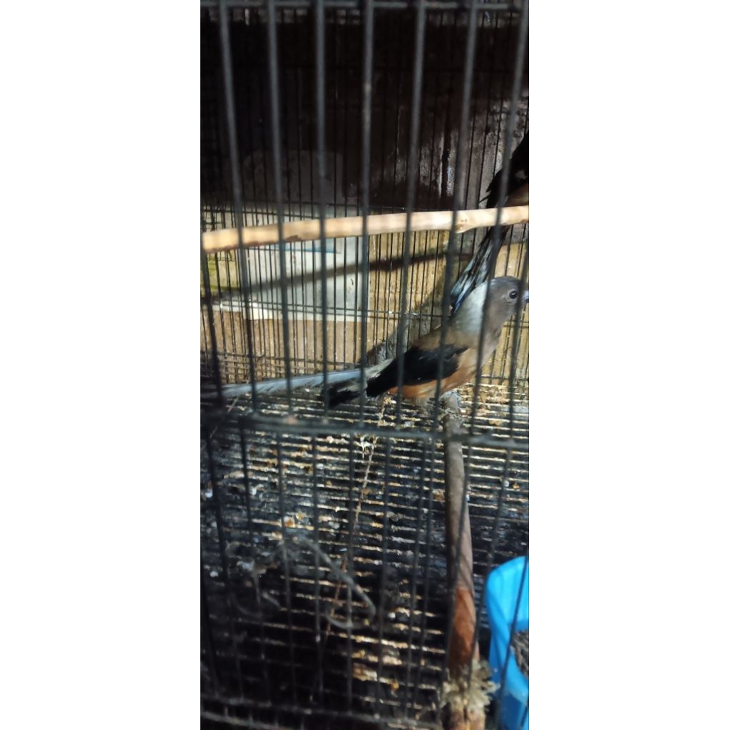 PENTET RAJA EKOR PANJANG