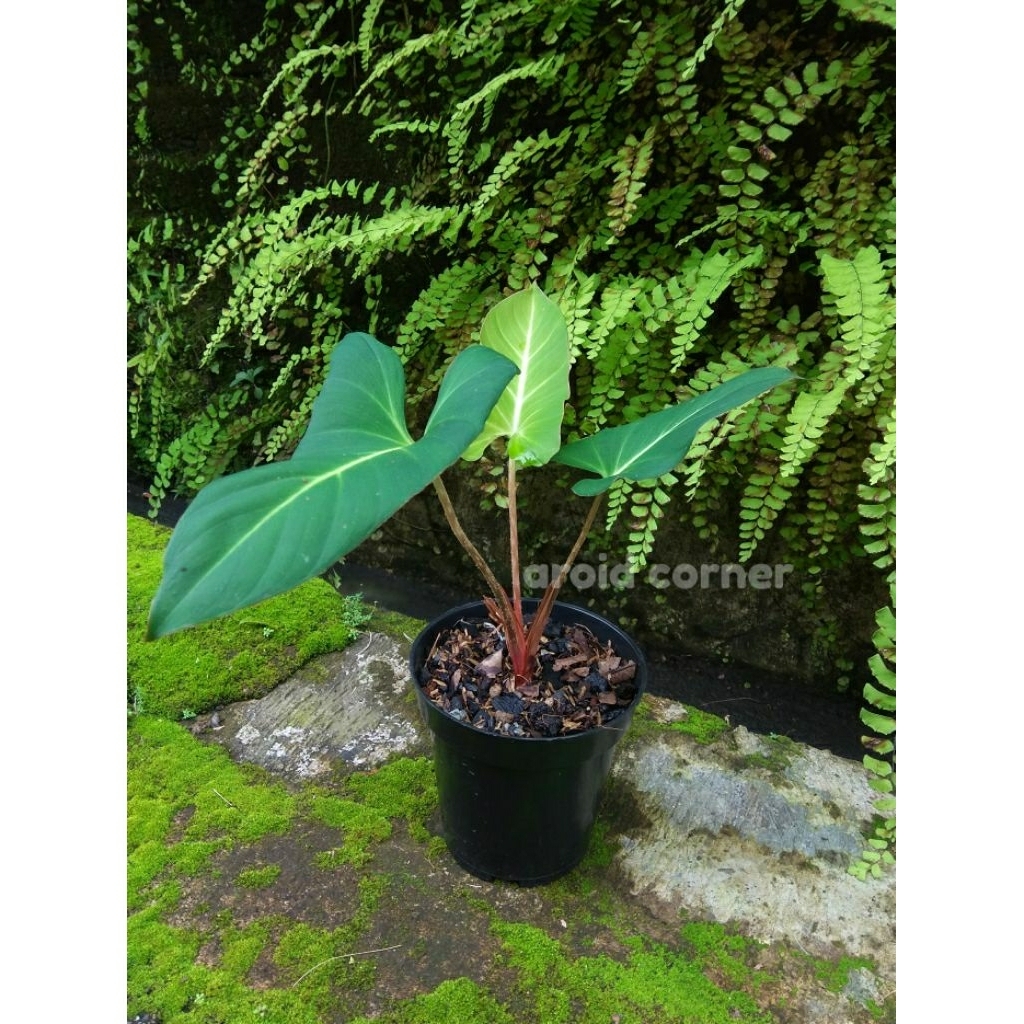 Adelonema 'Yanamonoensis' Real Picture