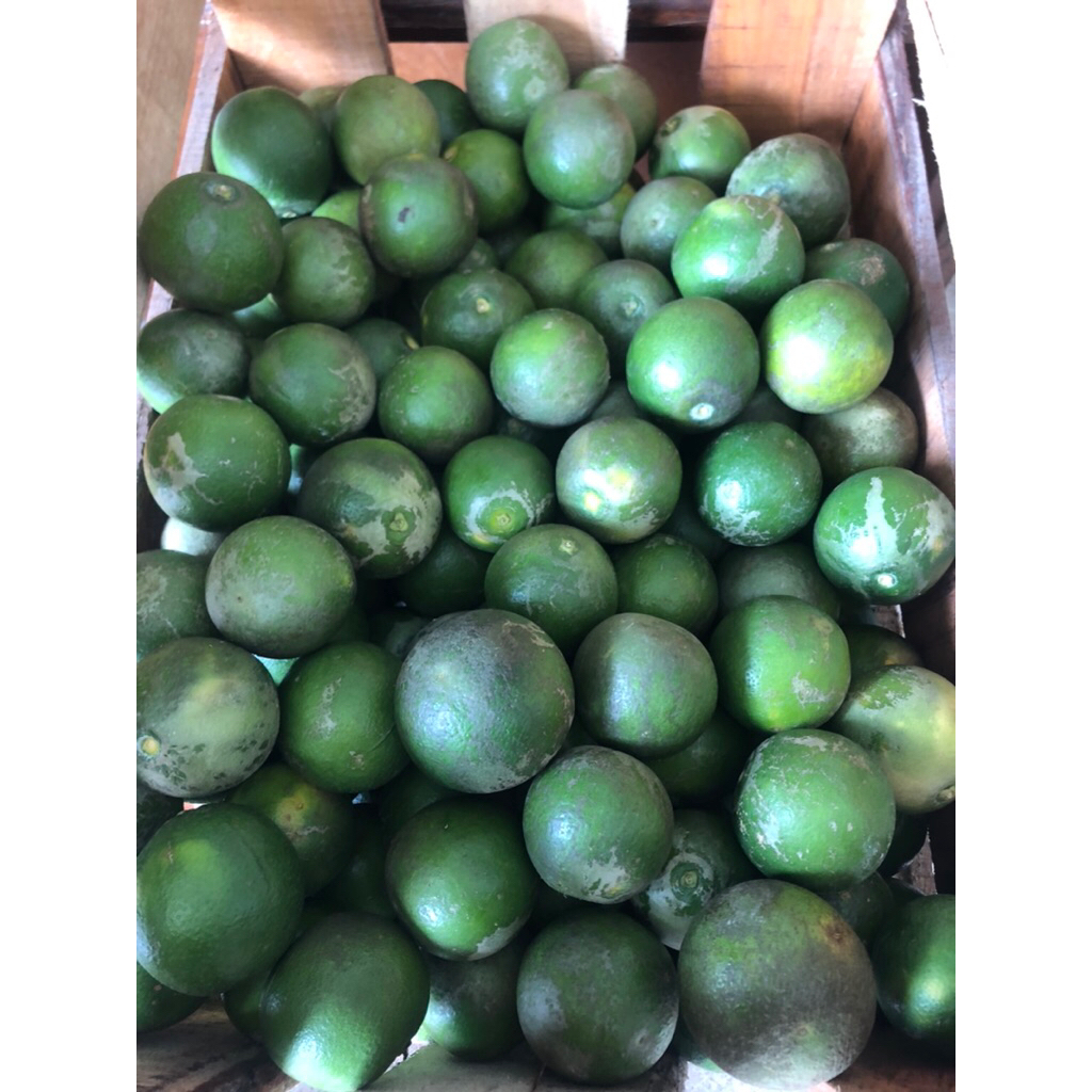 Jeruk Peras Pacitan Baby Java 1 kg