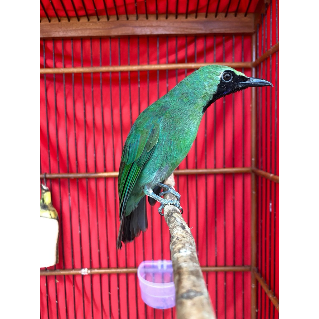 cak ijo bahan rawatan