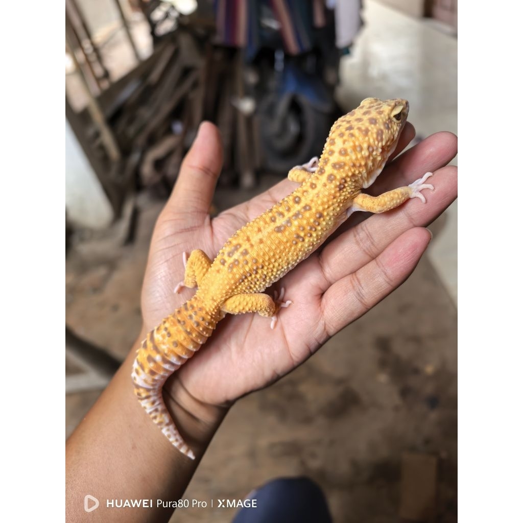 Gecko Giant Tremper Tangerine