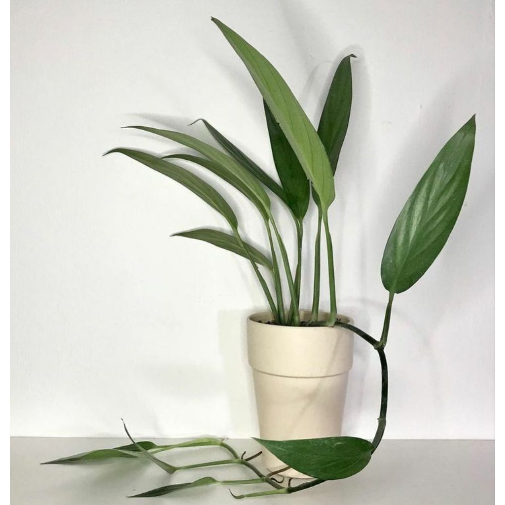 epipremnum amplisimum