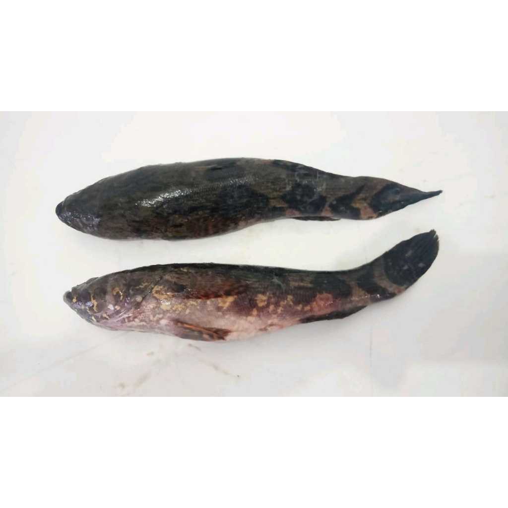 Ikan Gabus Malas /  Betutu Fresh