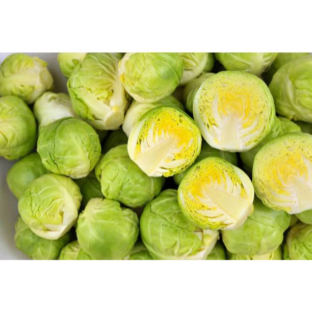 GUDANG BENIH - BENIH KUBIS MINI