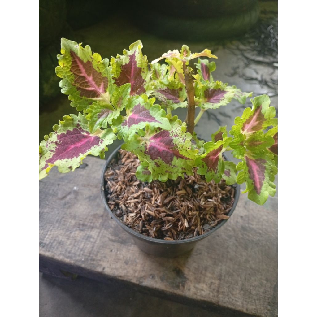 Tanaman hias miana 01 outdor subur lembut, corak merah garis hijau cantik