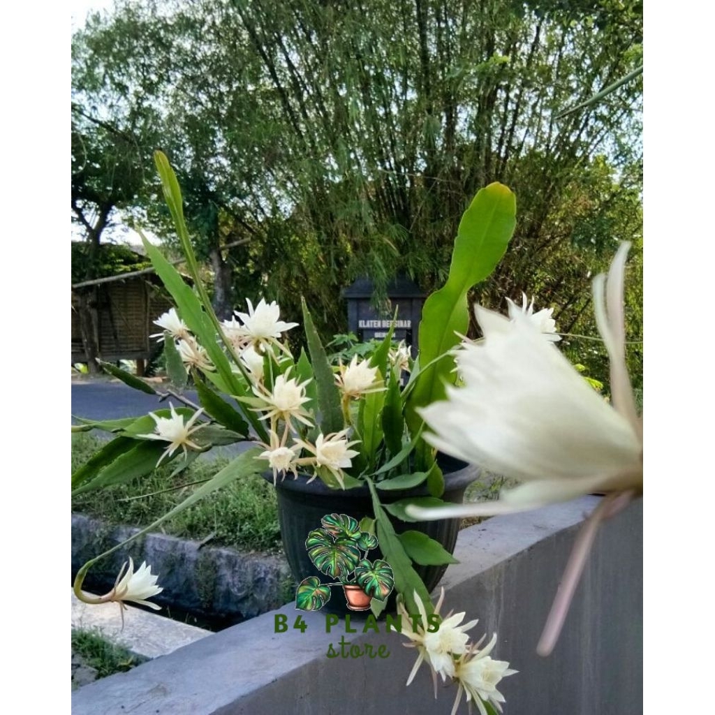 tanaman hias gantung Wijaya Kusuma dewasa bunga putih