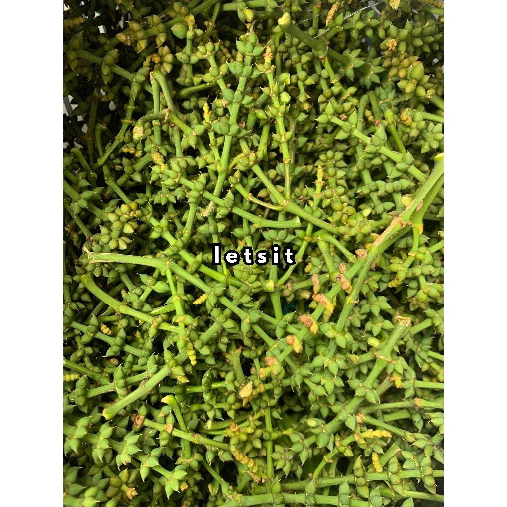 100 gram uceng melinjo buah melinjo muda kecil pentil melinjo kecil segar