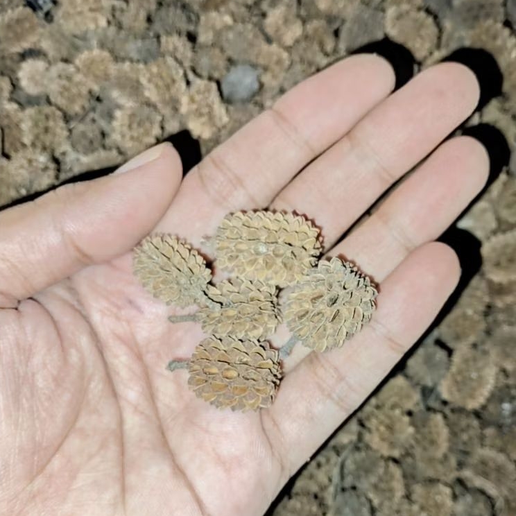 1Kg Biji Cemara laut / Durenin Natural