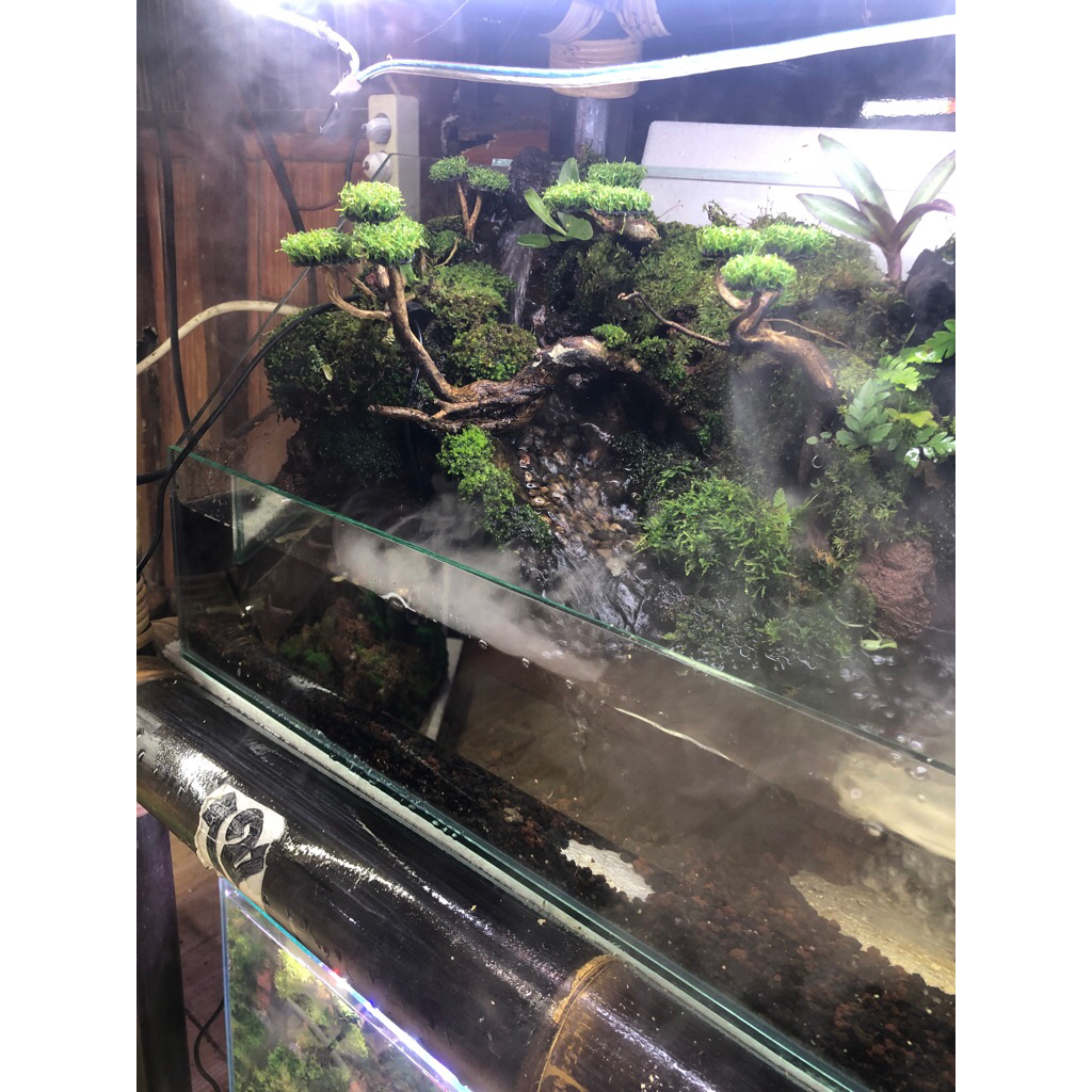 paludarium fullset size 60x30x30 cm fullset siap pandang tinggal isi air aja
