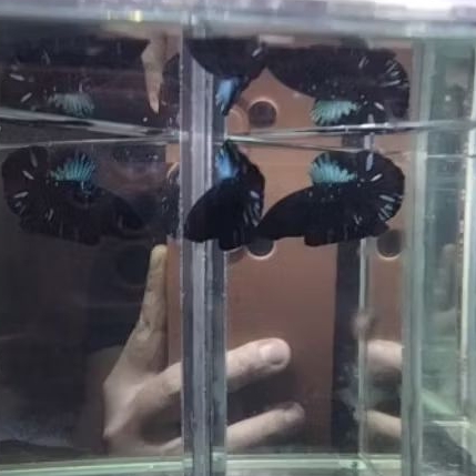 cupang avatar rintik bahanan