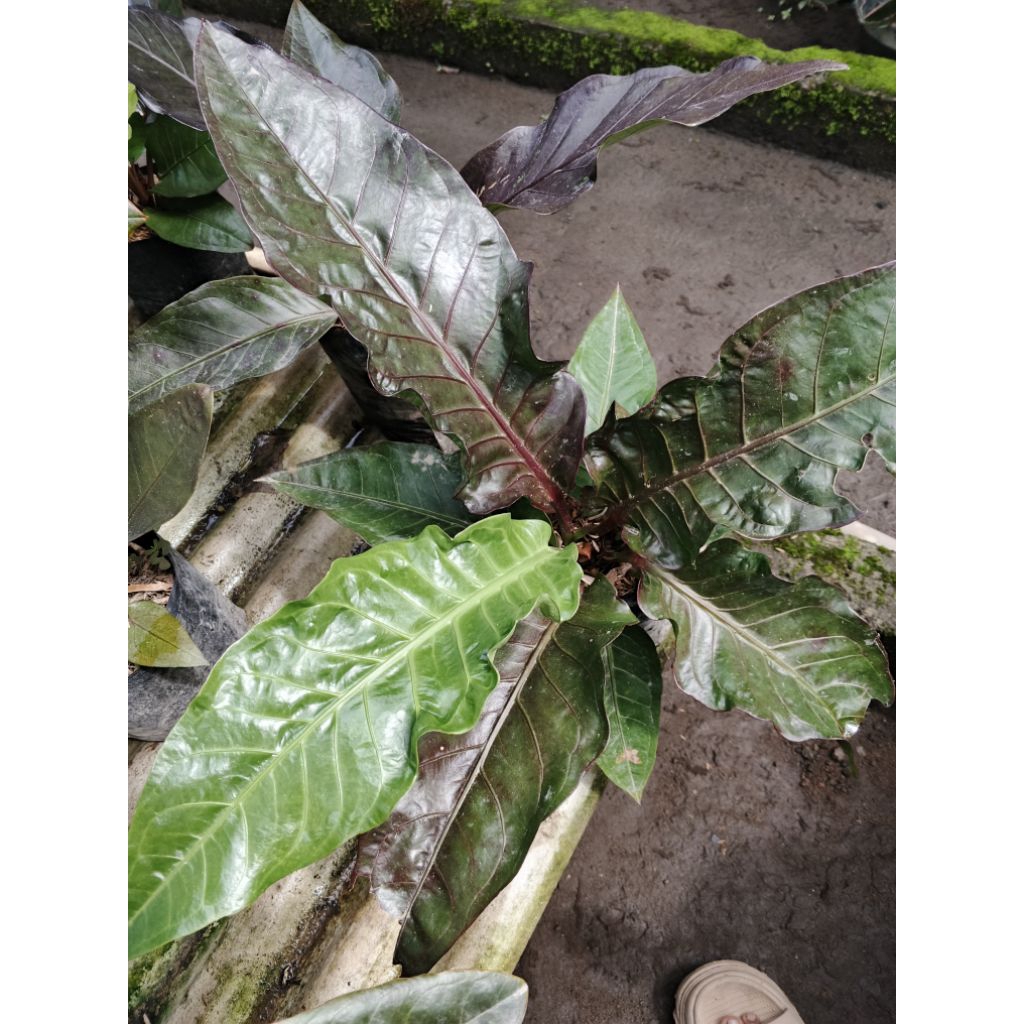 anturium hukery black curly