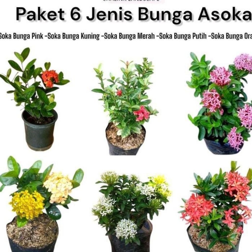 PAKET HEMAT 6 JENIS TANAMAN HIAS BUNGA JAMBON - BUNGA HIDUP - TANAMAN HIDUP - TANAMAN HIAS BUNGA ASO
