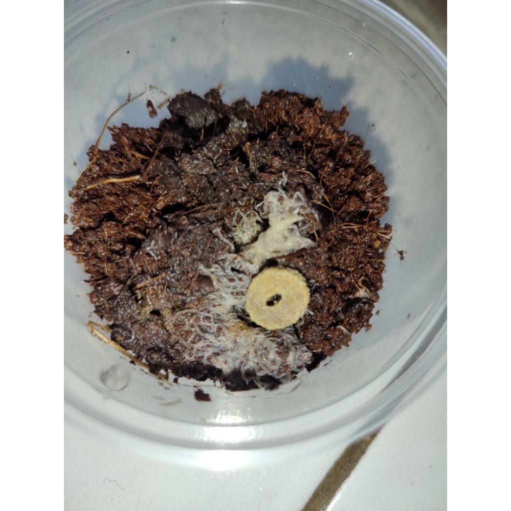 Grindal Worm / Cacing grindal || Pakan hidup