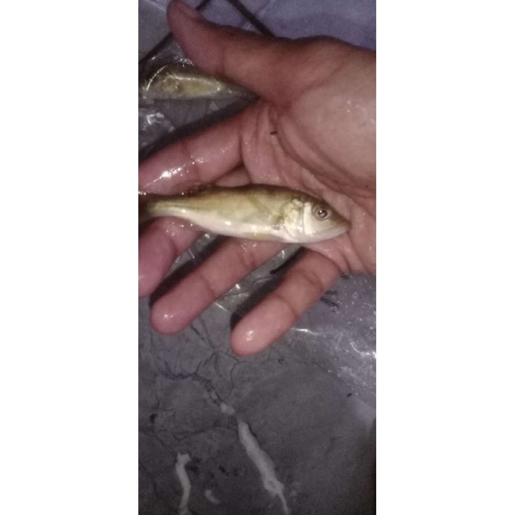 PBASS KELBERI UKURAN 10-12 CM