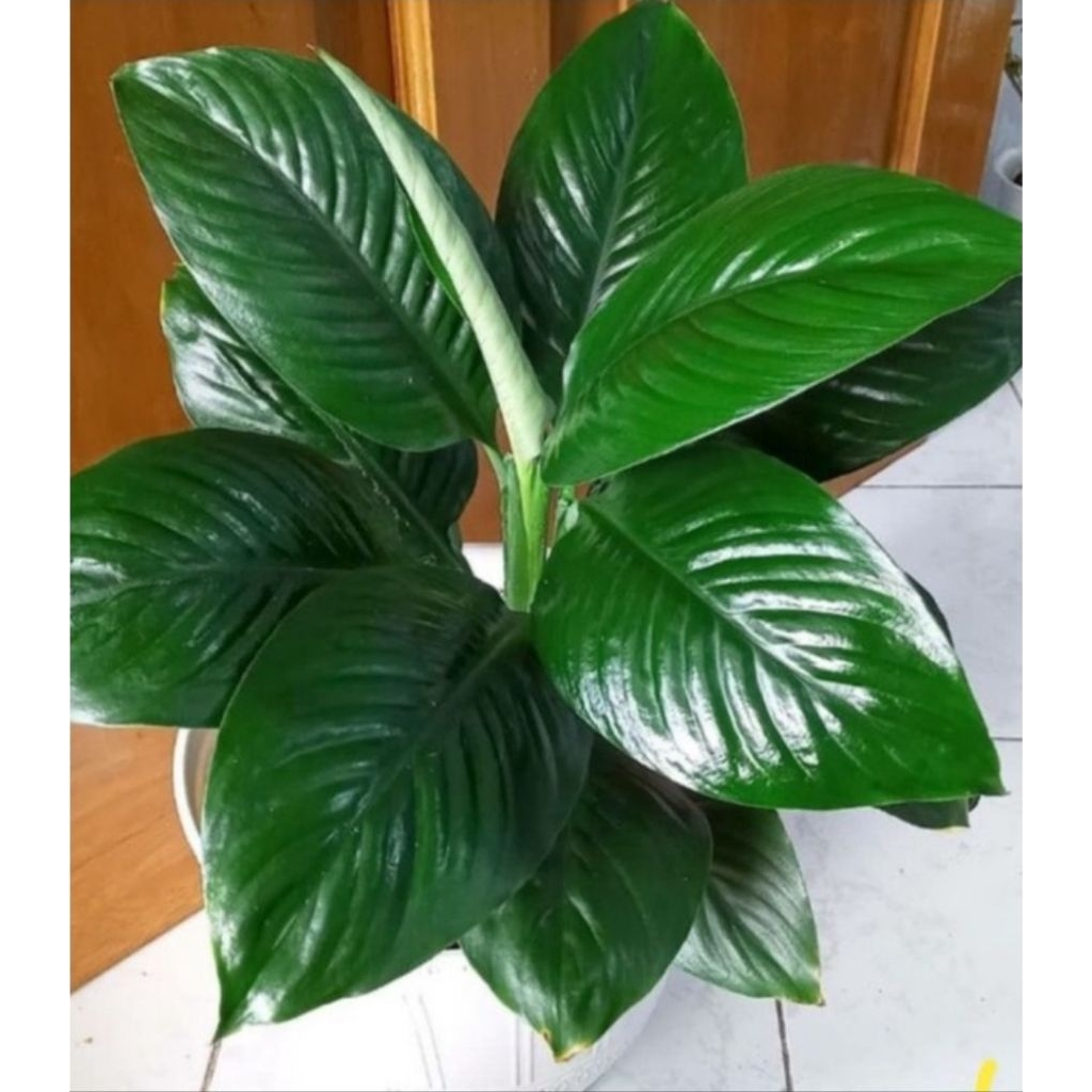 Sepatu Filum Bangkok / Mataloa Moana Loanking