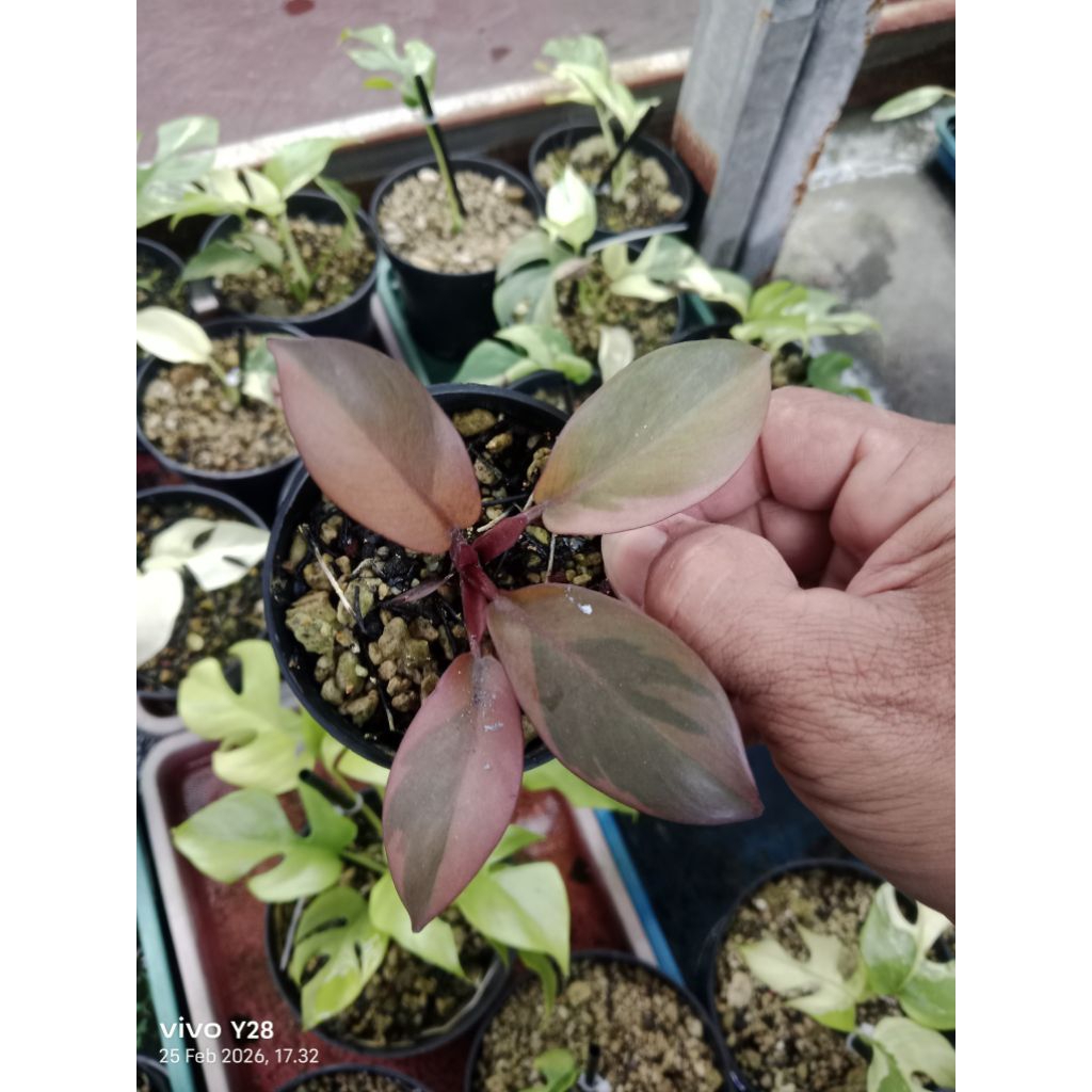 black cardinal variegata / tanaman hias