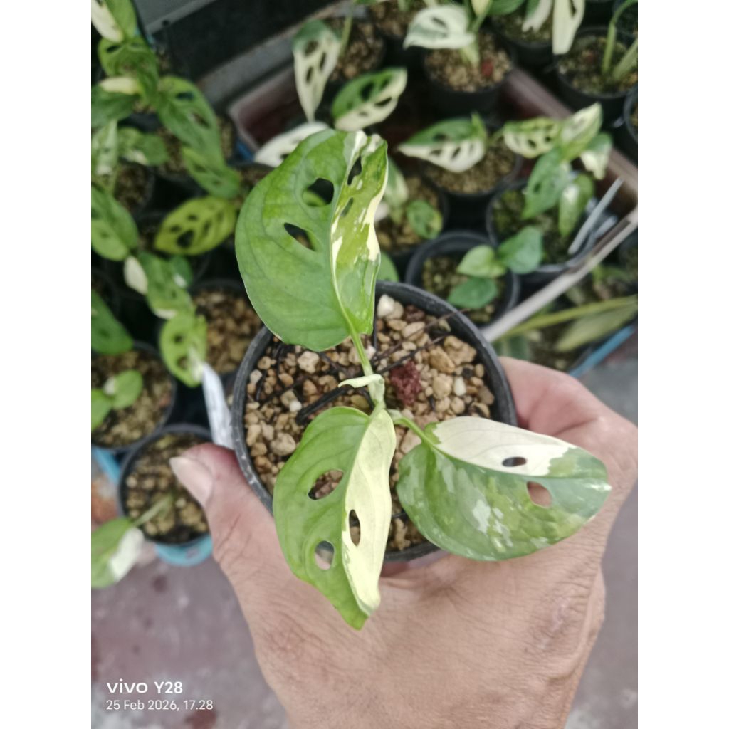 janda bolong jepang / tanaman hias