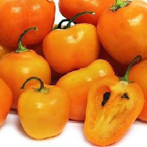 3 Biji Benih PEPPER Orange Rocoto