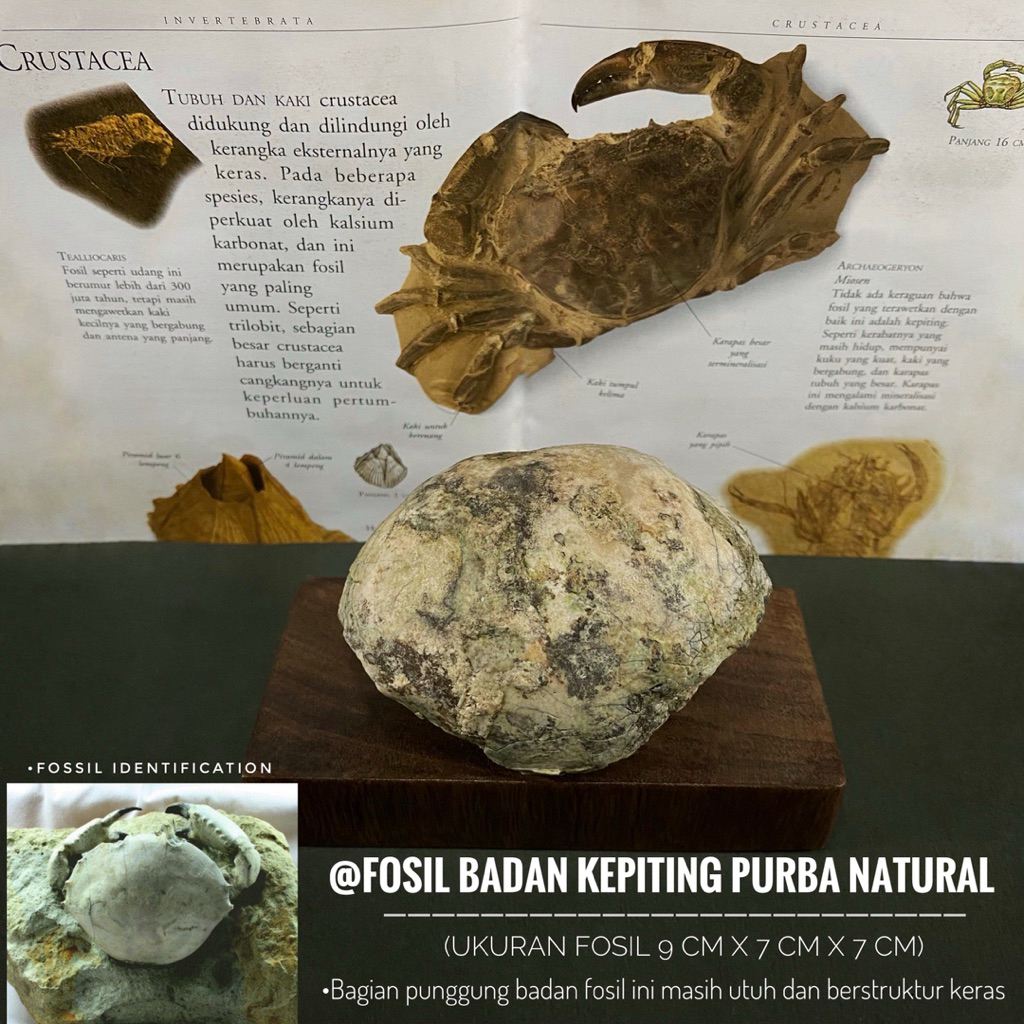 Fosil Kepiting Brachyura Purba R2 atau Fossil Crustacea atau Fosil Crab atau Fosil Kepiting Temuan
